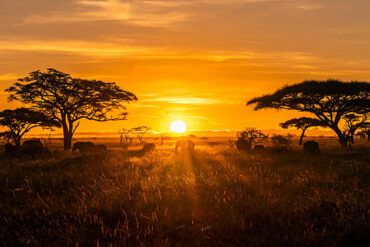 The golden Serengeti sunrise over acacia trees and wildlife, one of the top destinations in Tanzania, highilighiting iconic African plains and elephants.