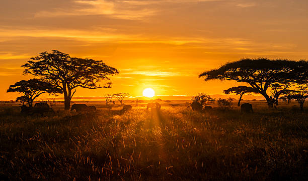 The golden Serengeti sunrise over acacia trees and wildlife, one of the top destinations in Tanzania, highilighiting iconic African plains and elephants.
