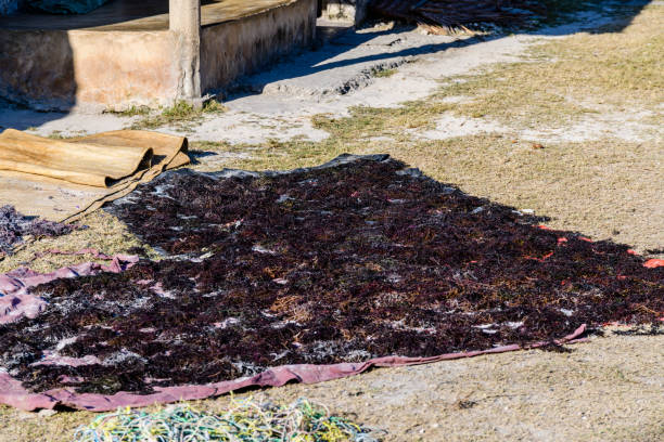 Zanzibar travel seaweed drying at spice plantation farm