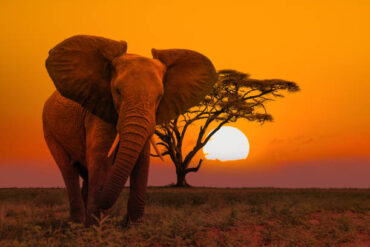 African elephant in the wild at sunset - Best Safari Tours in Tanzania