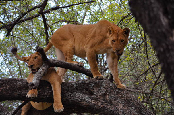 Tree-climbing lion in Lake Manyara National Park – Lake Manyara Safari Guide wildlife highlight