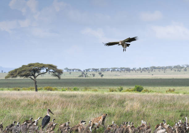 Vultures gathering in the Serengeti ecosystem Tanzania showing the raw African bush experience during a safari