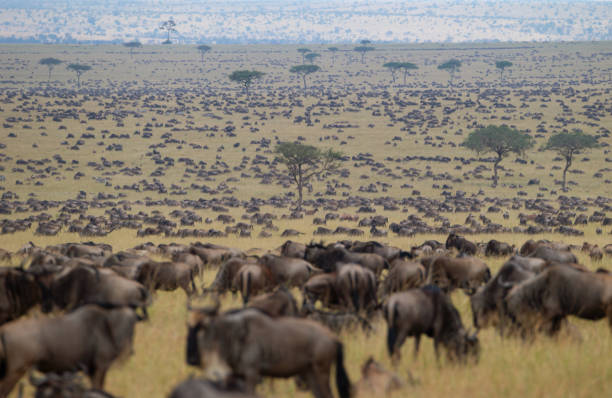 Wildebeest crossing a river during the Great Migration in Serengeti National Park, Tanzania