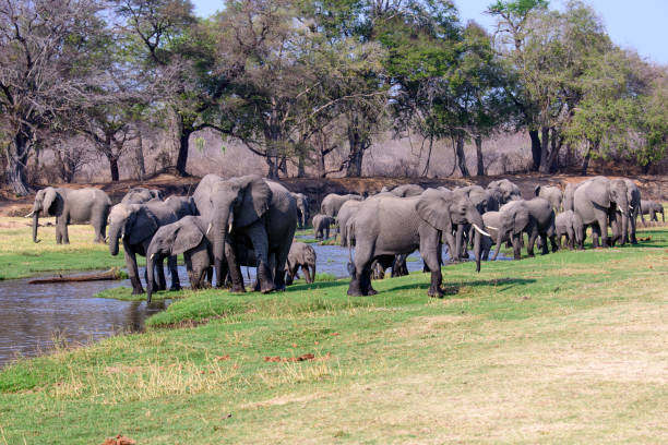 Small herd of elephants crossing a dirt road in front of a safari vehicle in Ruaha National Park Tanzania – perfect wildlife safari experience