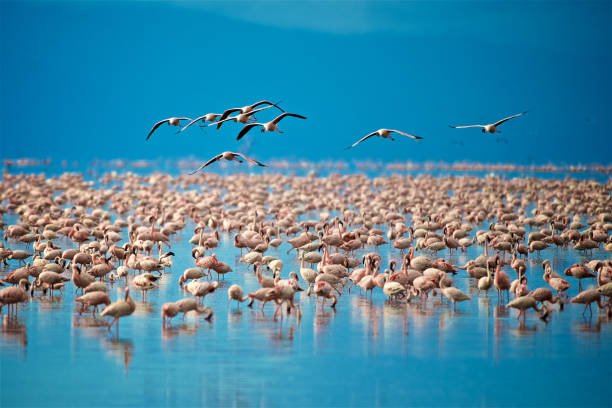Tanzania Luxury Safaris panoramic view of Lake Manyara in Tanzania with wildlife and lush landscapes