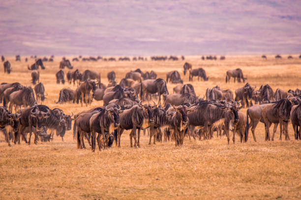 Herd of gnus and wildebeests in Ngorongoro Crater National Park, Tanzania, showcasing why it is the Best Safari Destination in Africa