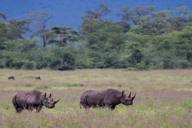 Two black rhinos walking in Ngorongoro National Park, Tanzania, showcasing the Big Five and why it is the Best Safari Destination in Africa