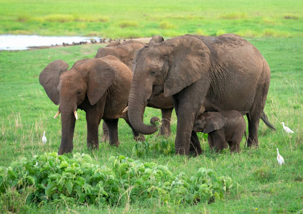 African elephant family grazing in Tanzania’s Tarangire National Park during the wet season