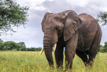 Best Elephant Viewing Spots in Tarangire National Park – elephant in Tarangire safari