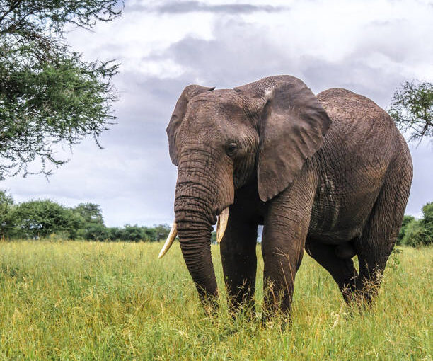 9 Best Elephant Viewing Spots in Tarangire National Park (Safari Guide)