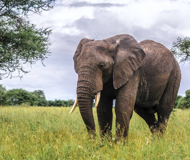 Best Elephant Viewing Spots in Tarangire National Park – elephant in Tarangire safari