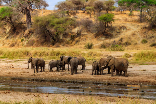 Tanzania Luxury Safaris herd of African elephants drinking at Tarangire River in Tarangire National Park
