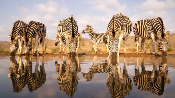 Zebras drinking at a waterhole in Ngorongoro Conservation Area, a natural wildlife sanctuary for Tanzania Family Vacation