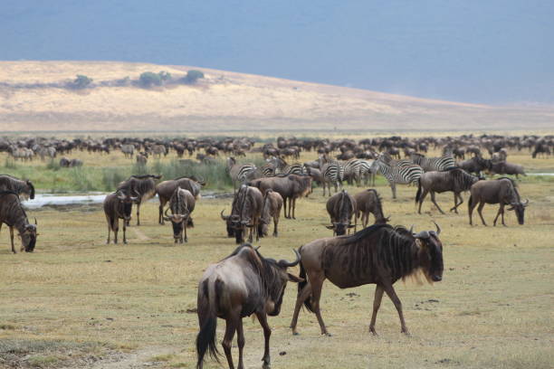 A herd of wildebeest grazing in the Tanzanian savannah, part of the unforgettable Big Five safari experience