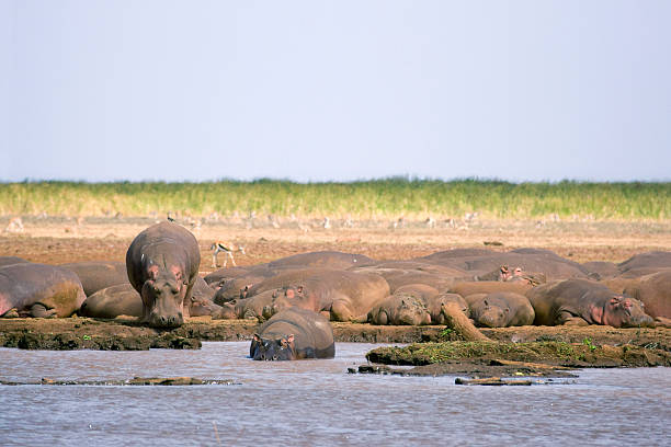 Hippos lounging in Lake Manyara National Park – Lake Manyara Safari Guide wildlife view