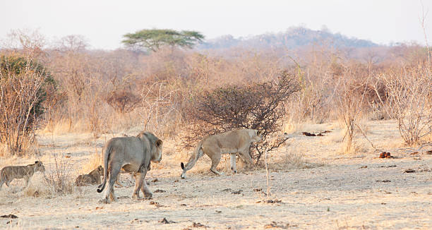 Small herd of elephants crossing a dirt road in front of a safari vehicle in Ruaha National Park Tanzania during an authentic safari experience