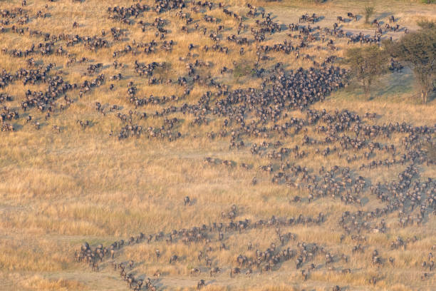 Aerial view of wildebeest herds during the Great Migration in Serengeti, Tanzania