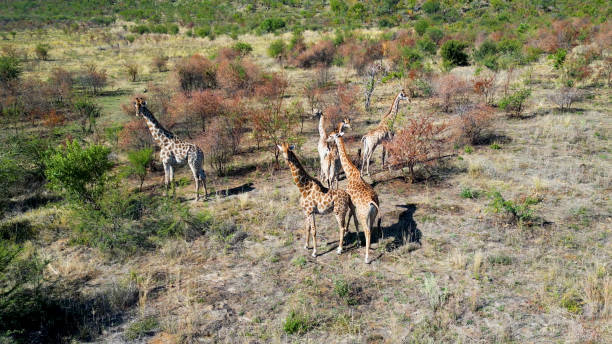 Safari trip at Serengeti National Park, Tanzania with wildlife scenery and Big Five animals during adventure activities