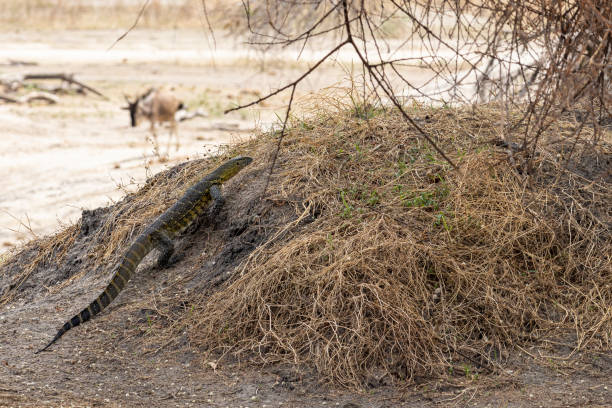 Close-up of insect (kenge) in Tarangire National Park – Best Time to Visit Tarangire wildlife viewing