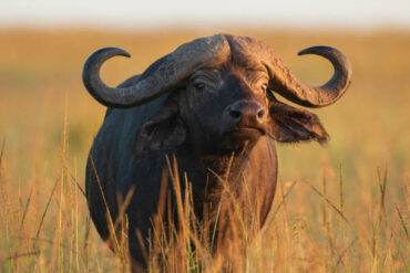 African buffalo in Tanzania savannah, part of the Big Five wildlife safari experience