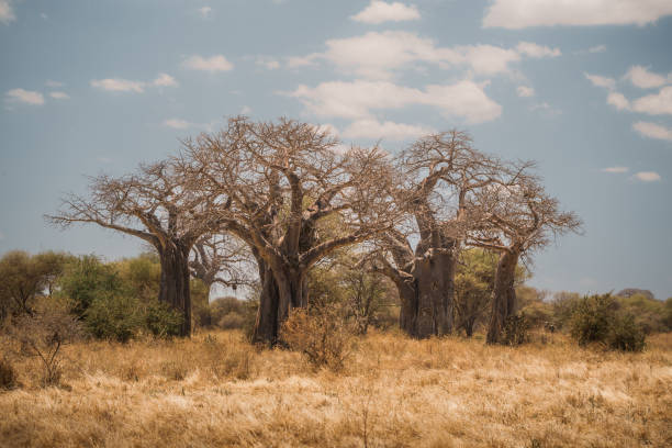 Baobab trees in Tarangire National Park – Best Time to Visit Tarangire photography highlight