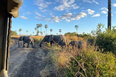 Small herd of elephants crossing a dirt road in front of a safari vehicle in Ruaha National Park Tanzania during a wildlife safari