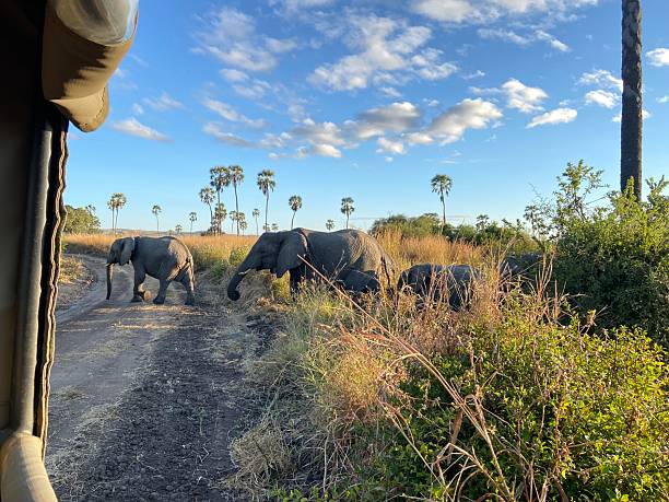 Small herd of elephants crossing a dirt road in front of a safari vehicle in Ruaha National Park Tanzania during a wildlife safari