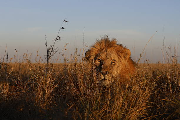 A lion resting on the grassy plains of a Tanzanian national park, part of the Big Five safari experience