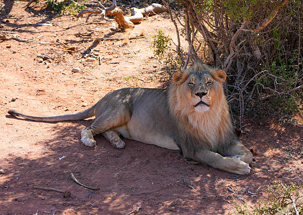 Are Walking Safaris Safe in Tanzania? Male lion resting in the African bush, illustrating wildlife awareness