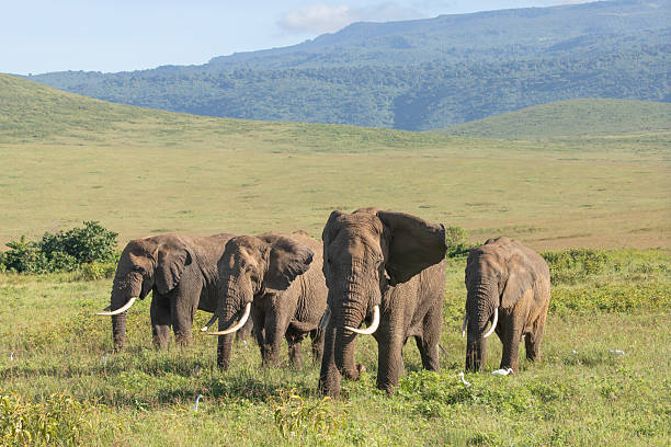 Elephants in Ngorongoro Crater, Tanzania, part of the Big Five wildlife safari experience