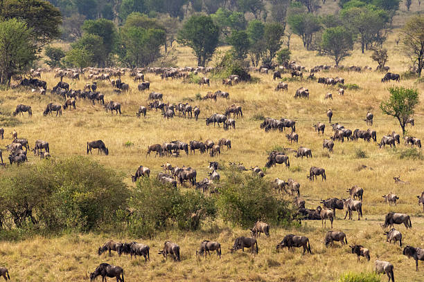 Massive herd of wildebeest grazing on Serengeti plains, perfect wildlife experience for a Tanzania Family Vacation during the Great Migration