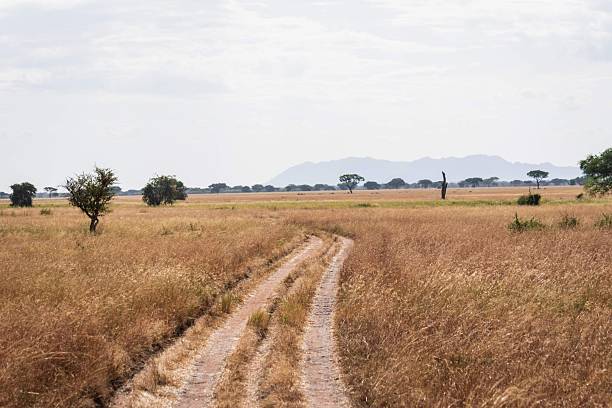 Are Walking Safaris Safe in Tanzania? Open bush trail illustrating strategic route planning during a walking safari