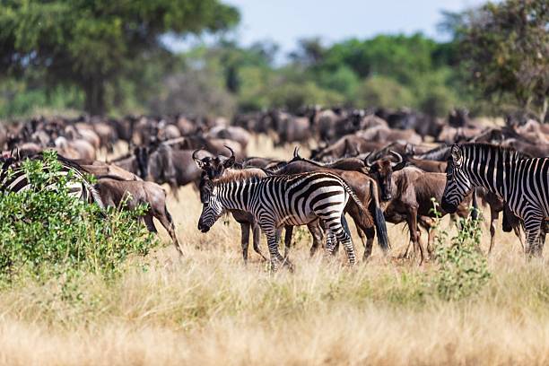 African wildlife in Serengeti National Park, Tanzania, illustrating why it is the Best Safari Destination in Africa