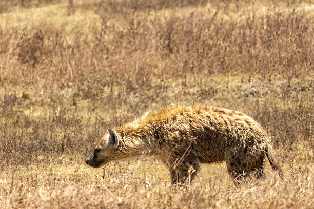 Spotted hyena in Ngorongoro Crater, Tanzania, part of the diverse wildlife seen during a safari