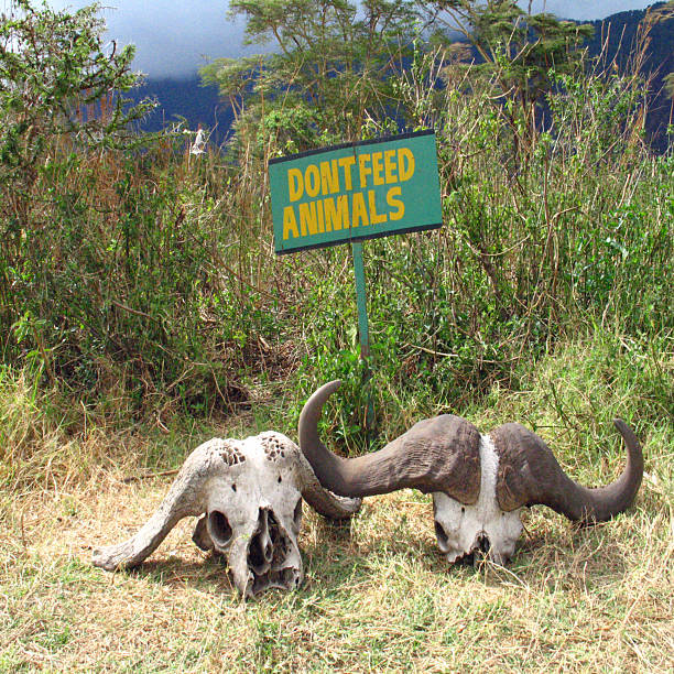 Wildlife safety in Tanzania: animal skulls with “Don’t Feed the Animals” sign in natural savannah environment