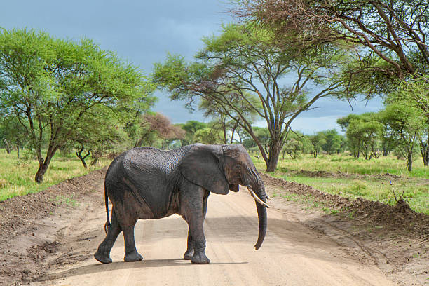 African elephant crossing a dirt road in Tarangire National Park, Tanzania, part of the Big Five safari experience