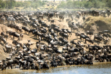 Great Wildebeest Migration Guide showing wildebeest crossing the Mara River in Masai Mara National Reserve during peak migration season in East Africa.
