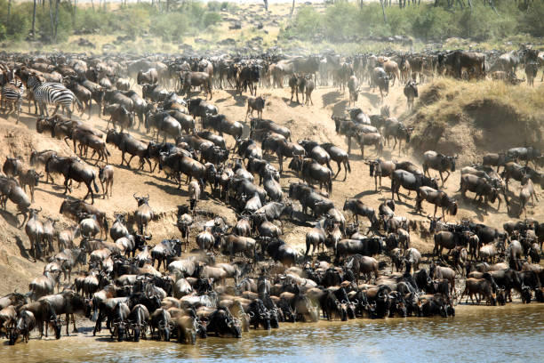 Great Wildebeest Migration Guide showing wildebeest crossing the Mara River in Masai Mara National Reserve during peak migration season in East Africa.