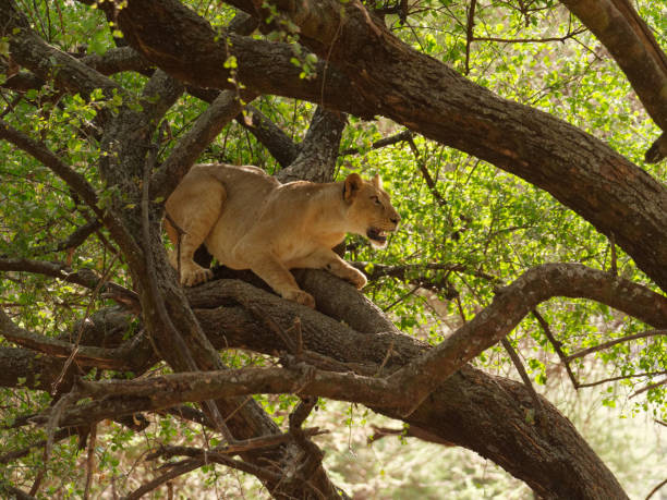 Tree-climbing lioness resting in tree during Lake Manyara National Park Safari Tanzania