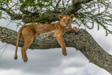 Alert tree-climbing lioness on acacia tree during Lake Manyara National Park Safari Tanzania