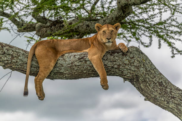 Alert tree-climbing lioness on acacia tree during Lake Manyara National Park Safari Tanzania