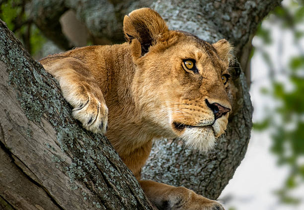 Tanzania Safari Guide 2026 – vigilant lion on tree in Serengeti National Park