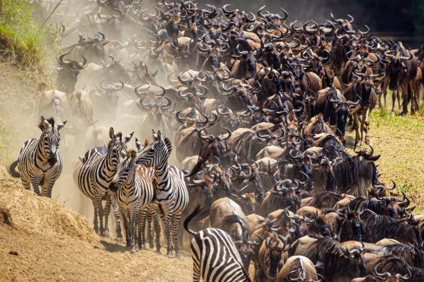 Great Wildebeest Migration Guide showing blue wildebeest crossing the Mara River in Masai Mara National Reserve during peak migration season in East Africa.