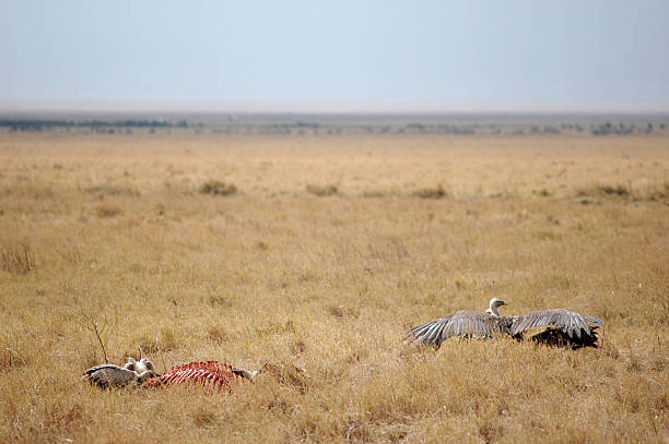Vulture feeding on carcass in Serengeti National Park Tanzania showing natural wildlife cycle – Tanzania Safari Guide