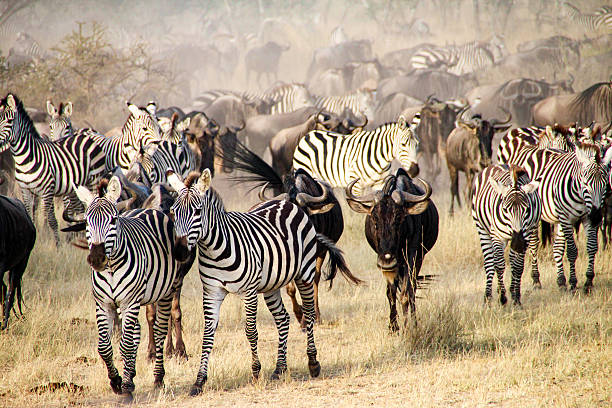 Great Wildebeest Migration Guide showing massive wildebeest herds moving across the plains of Serengeti National Park during annual migration in East Africa.