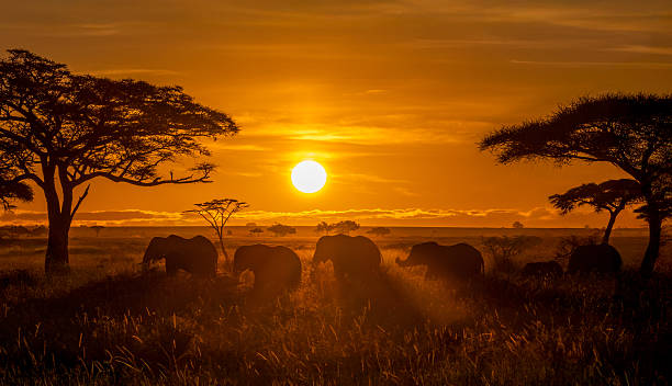 A group of elephants walking through tall grass in Serengeti, one of the best destinations for a private safari