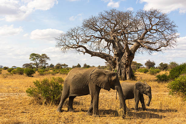 African elephant and calf near baobab tree in Tarangire National Park Tanzania – Tanzania Safari Guide