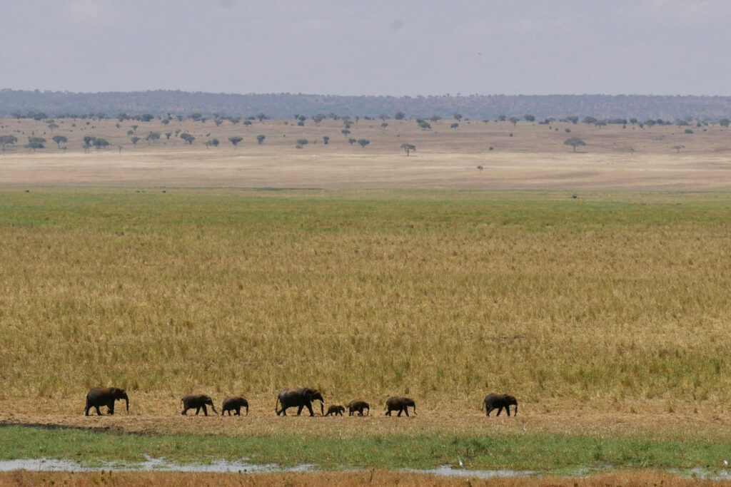 Tarangire National Park safari guide 2026 showing elephants in dry season landscape Tanzania