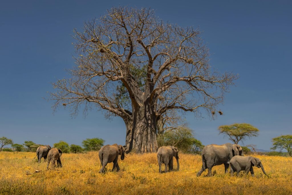 Tanzania Group Safari Tours – Elephants Under Baobab Trees in Tarangire