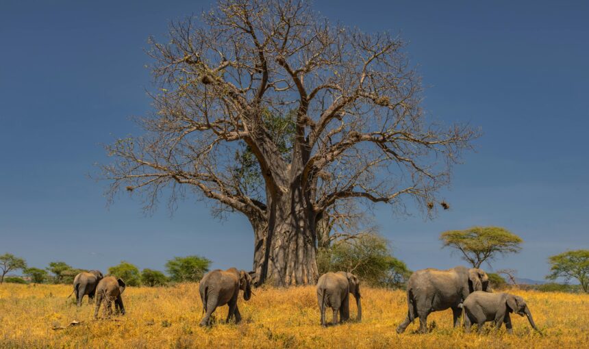 Tarangire National Park Guide 2026: Wildlife, Costs & Best Time to Visit